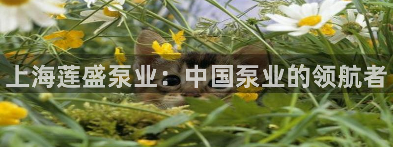 彩神8是正规平台吗安全吗：上海莲盛泵业：中国泵业的领航者